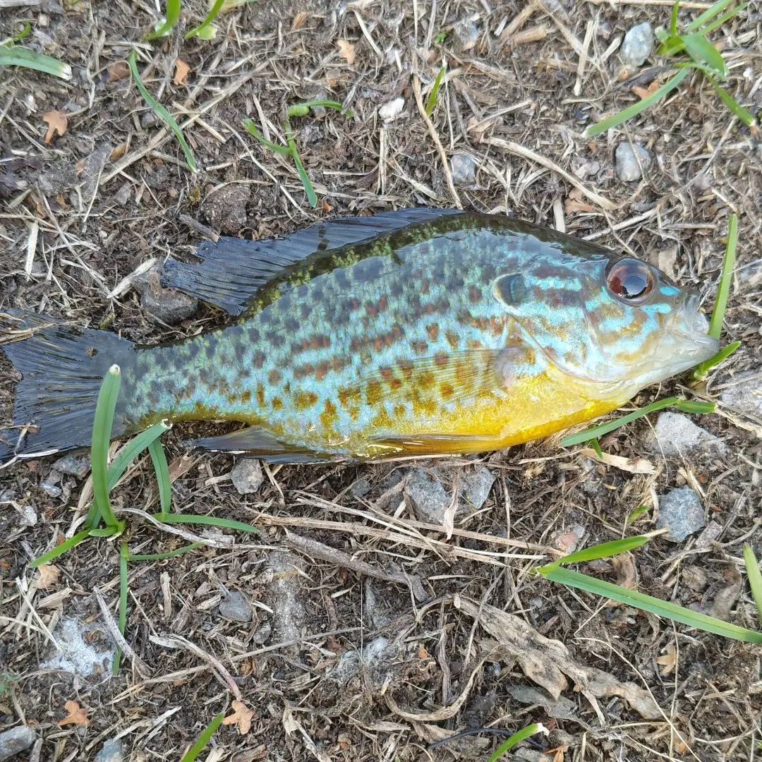 Pumpkinseed caught on Fishbrain
