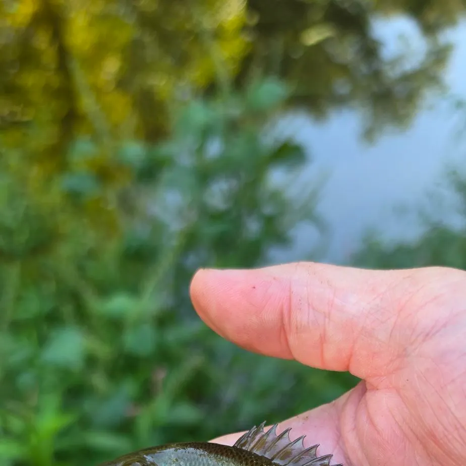 Redbreast sunfish caught on Fishbrain