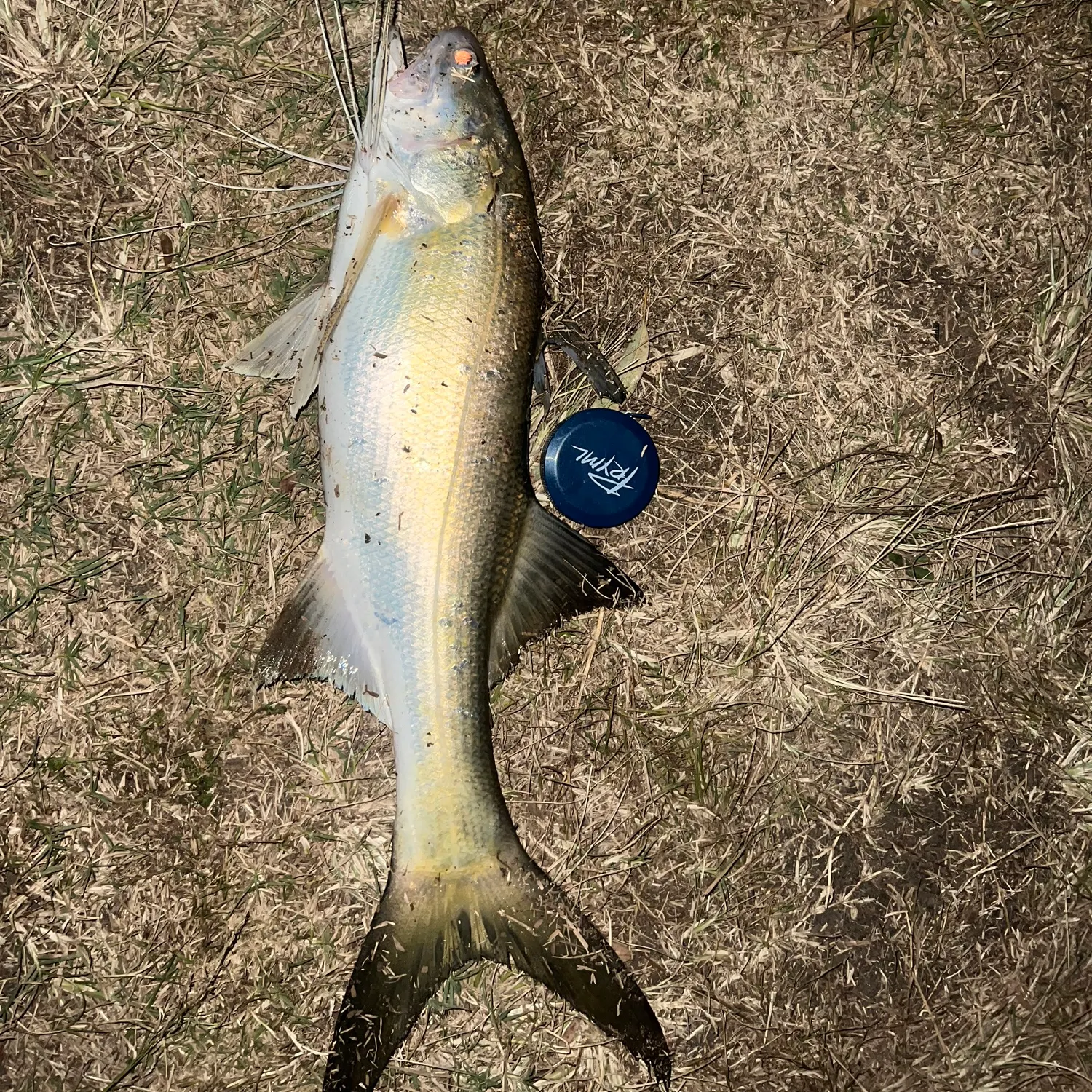 The most recent King threadfin catches on Fishbrain