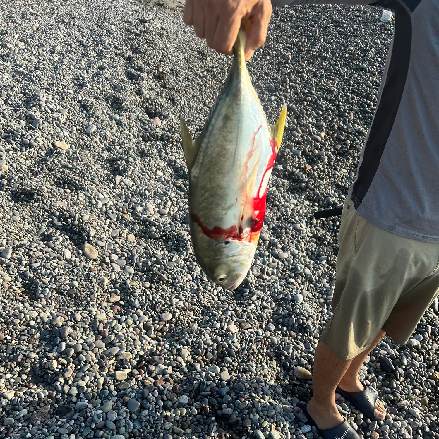The most recent Pacific crevalle jack catches on Fishbrain