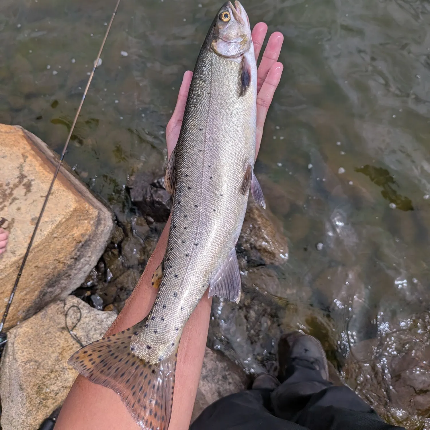 Cutthroat trout caught on Fishbrain