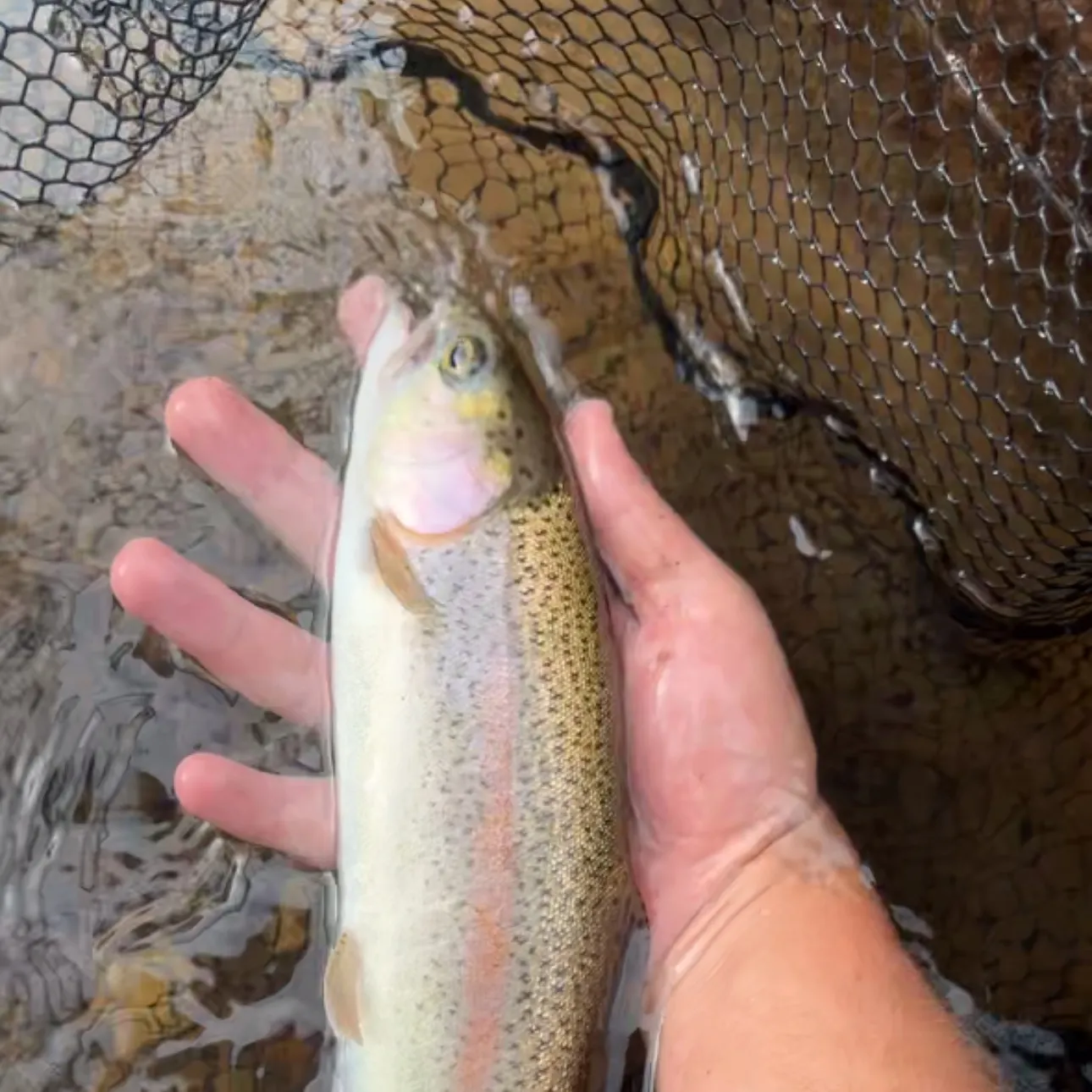 Rainbow trout caught on Fishbrain