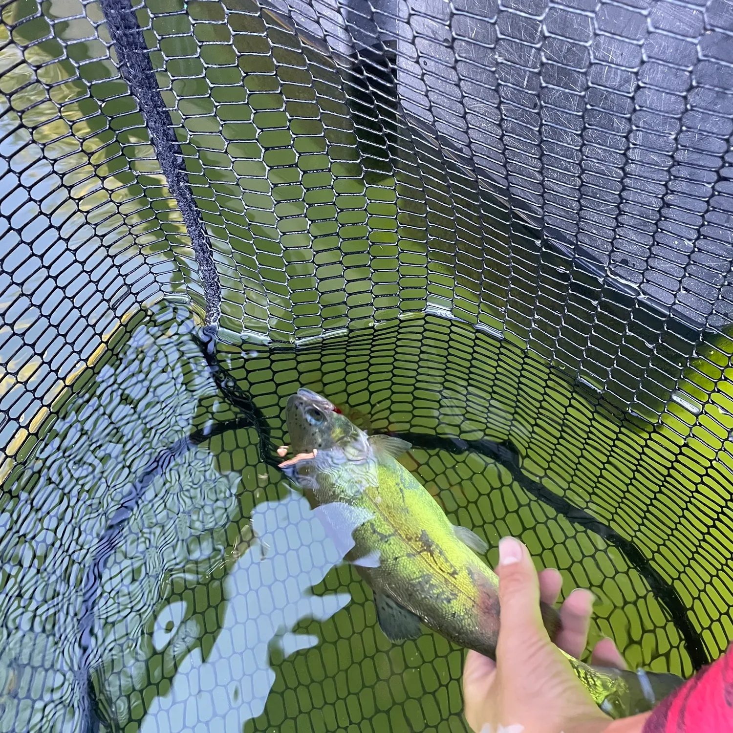 Rainbow trout caught on Fishbrain