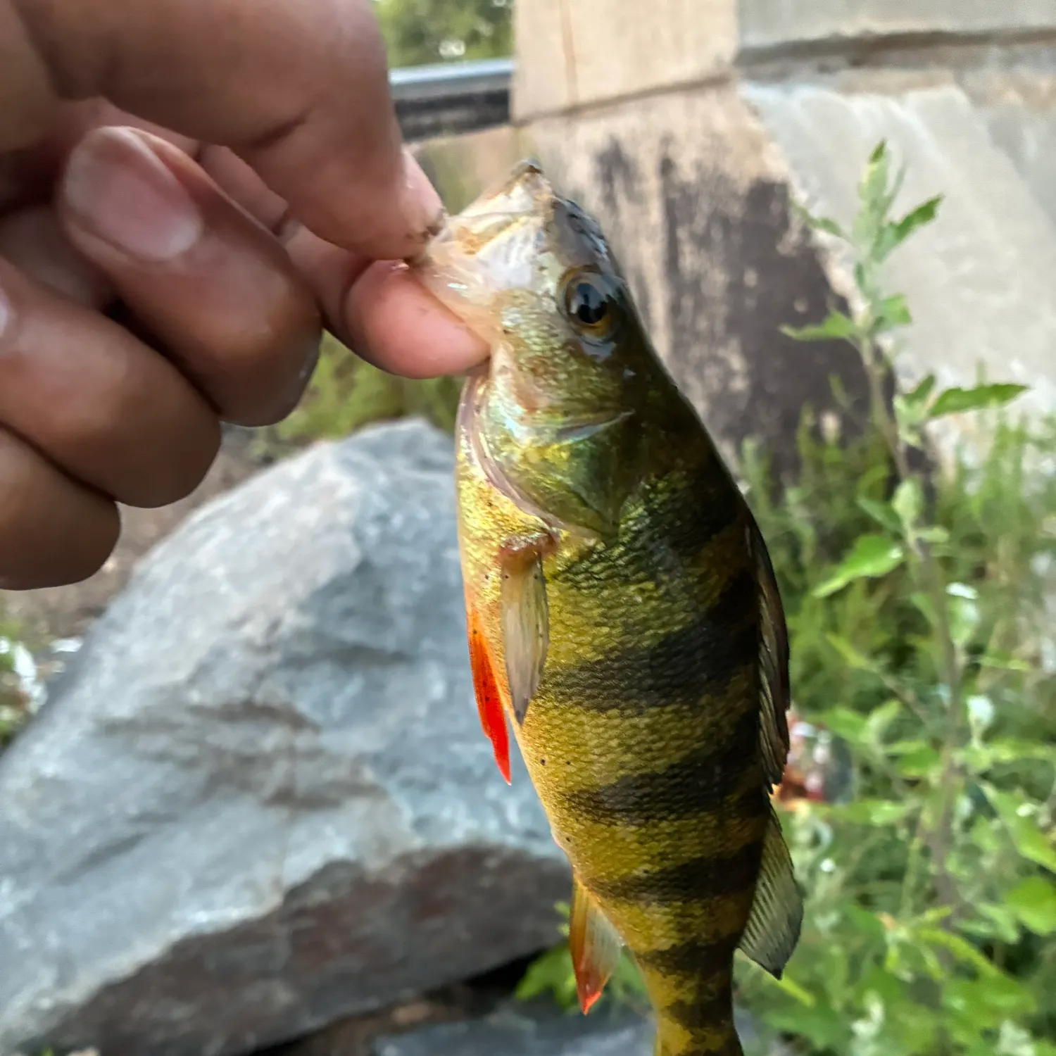 Yellow perch caught on Fishbrain