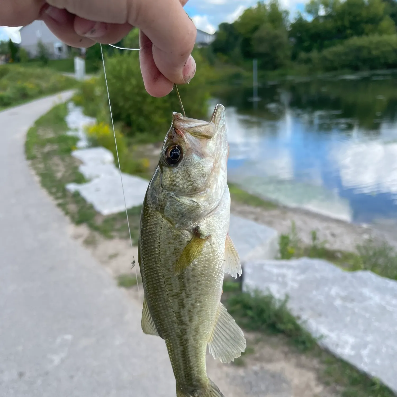 Largemouth bass caught on Fishbrain