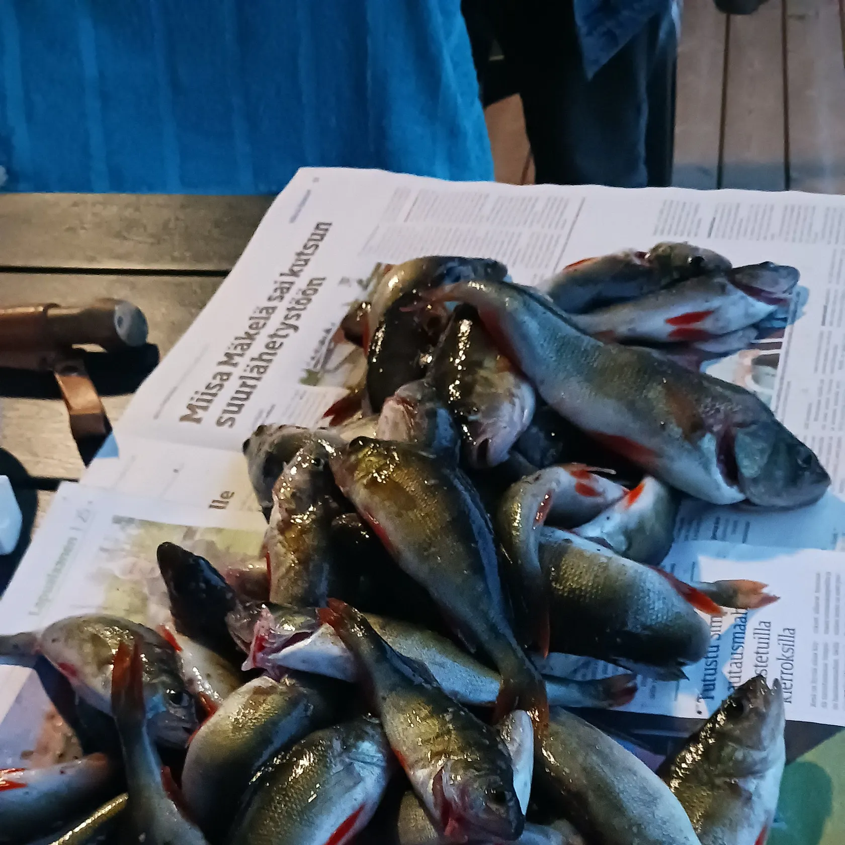 recently logged catches