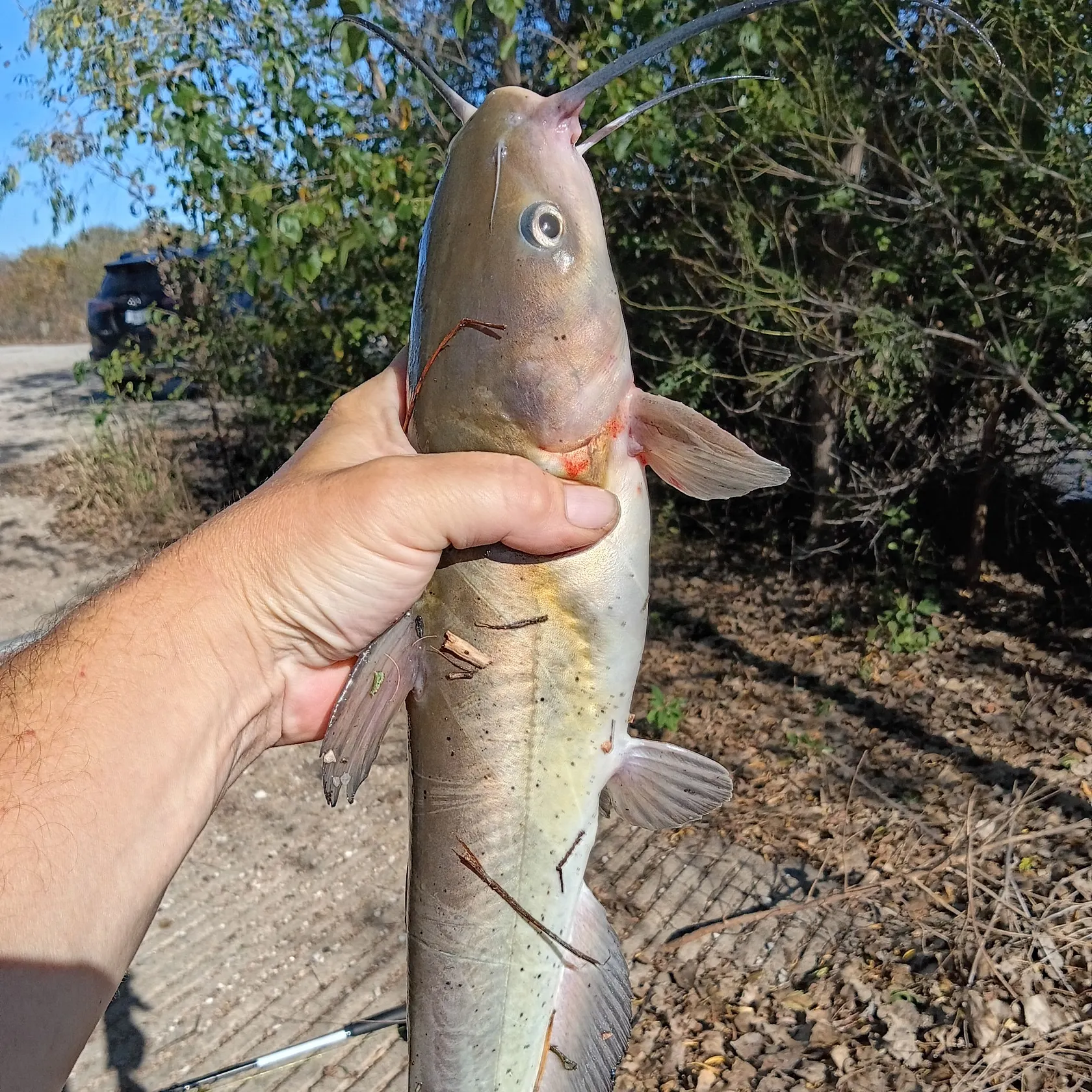 Channel catfish caught on Fishbrain