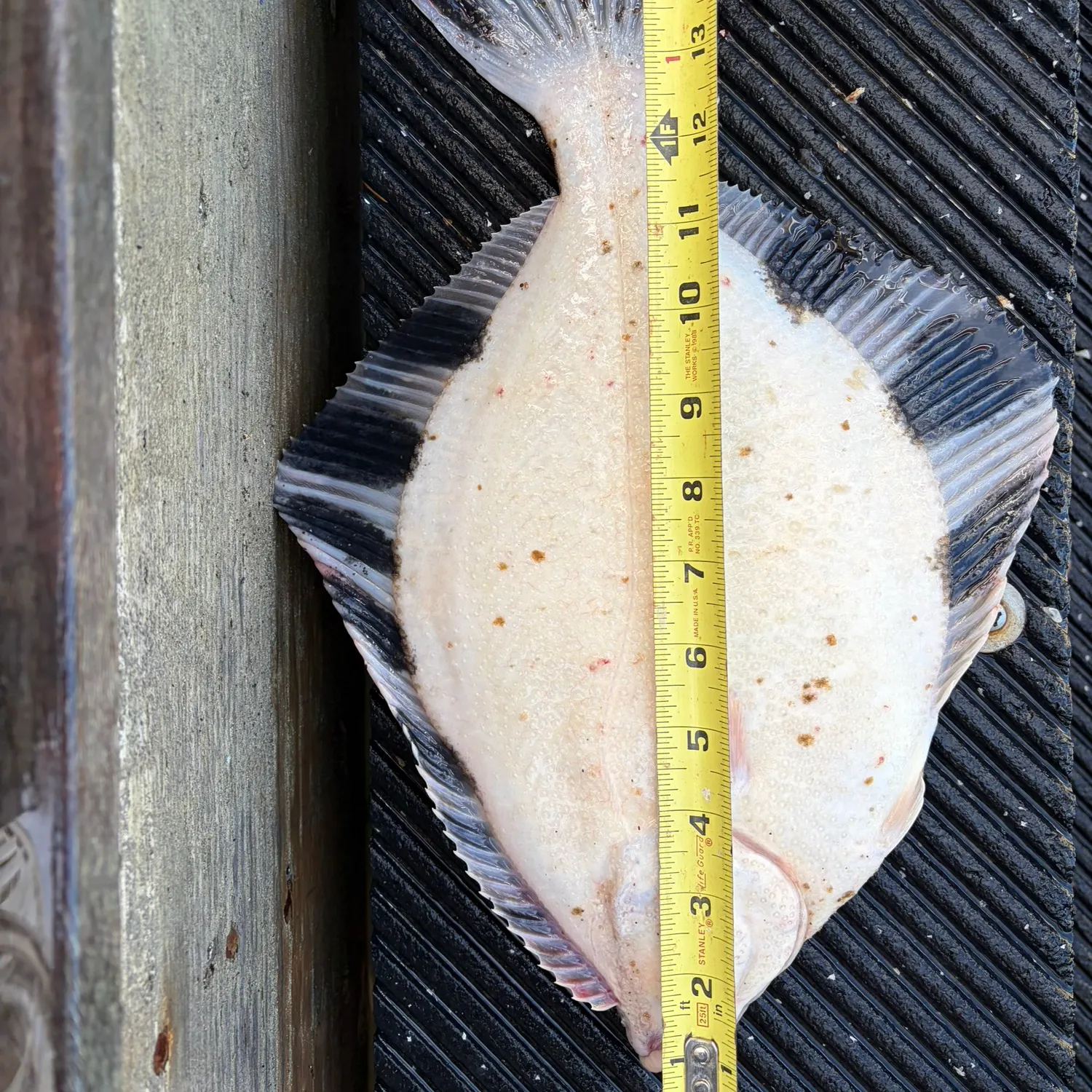 Starry flounder caught on Fishbrain