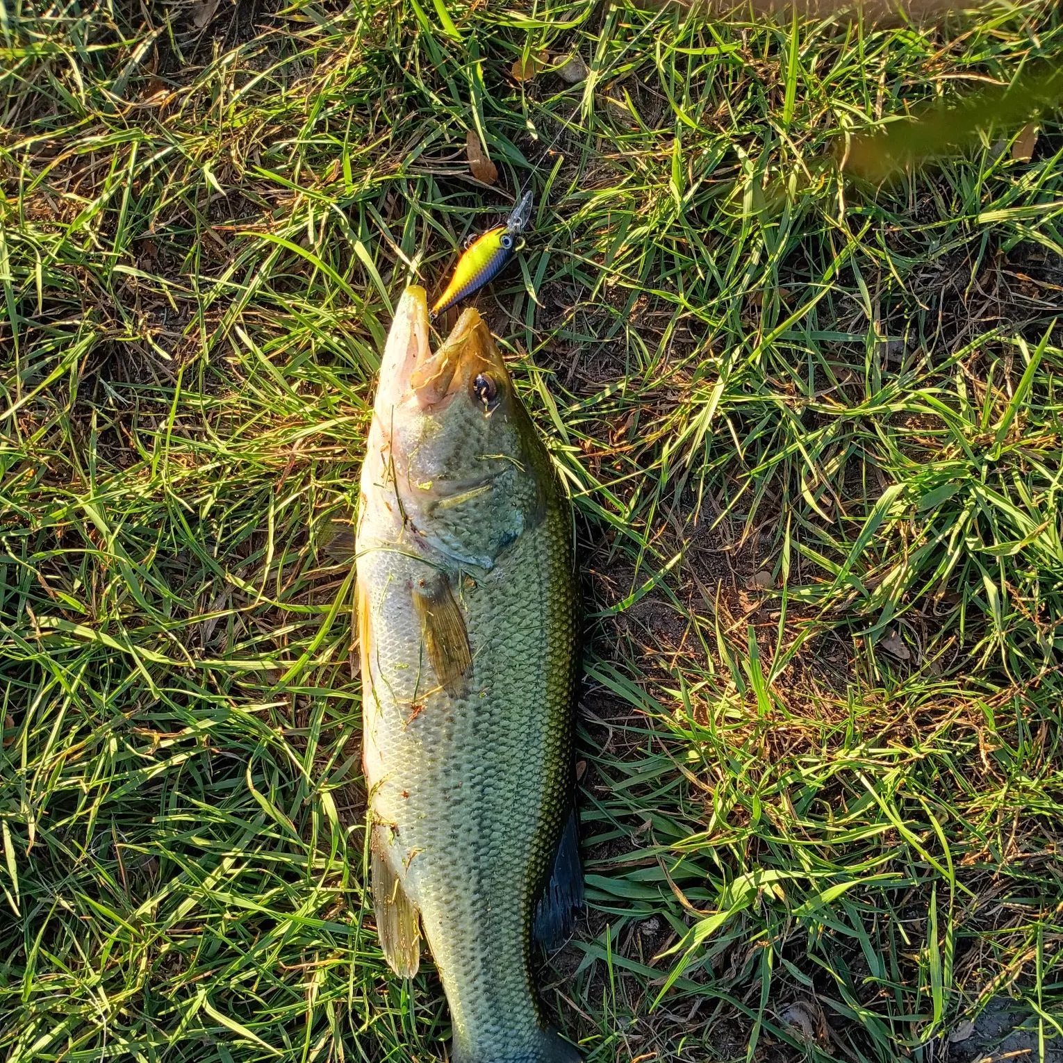 Largemouth bass caught on Fishbrain