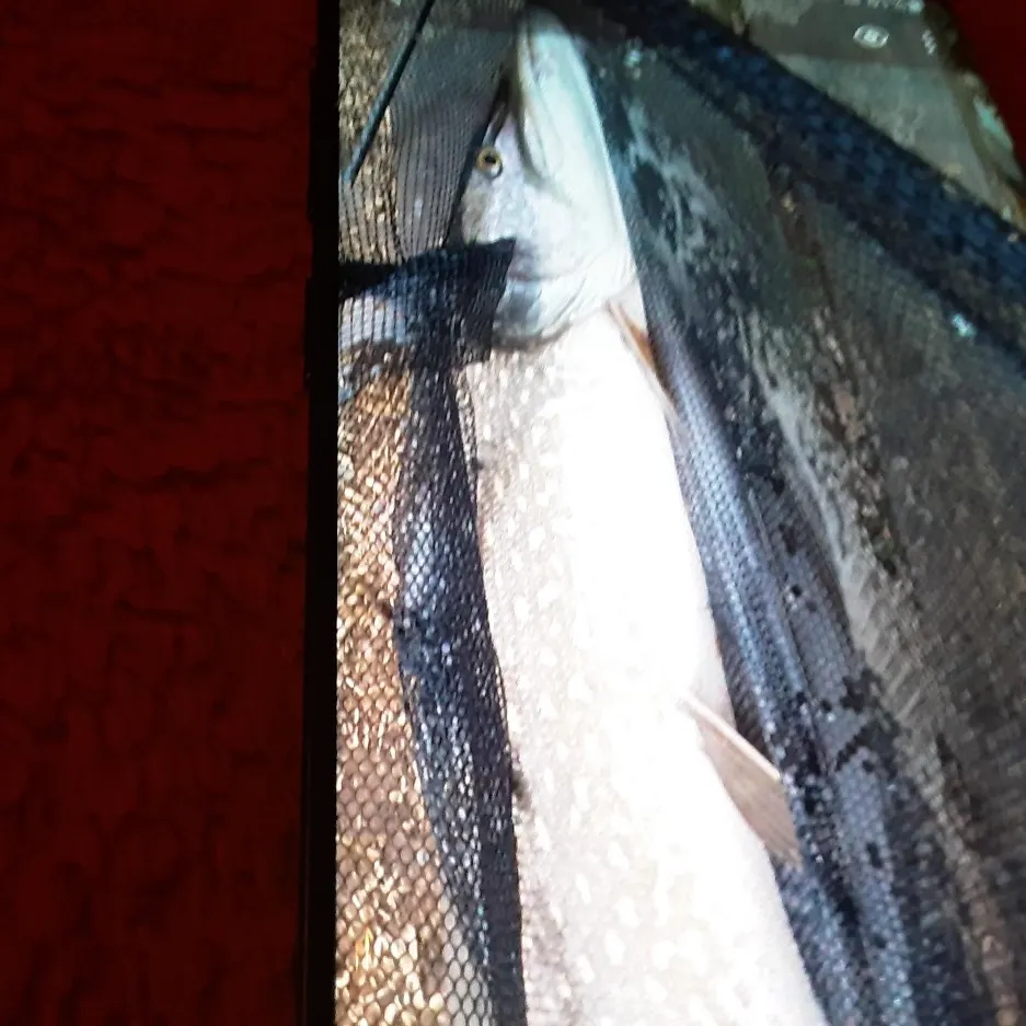 Northern pike caught on Fishbrain
