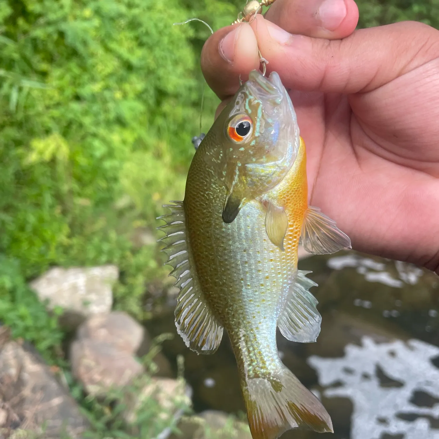 Redbreast sunfish caught on Fishbrain