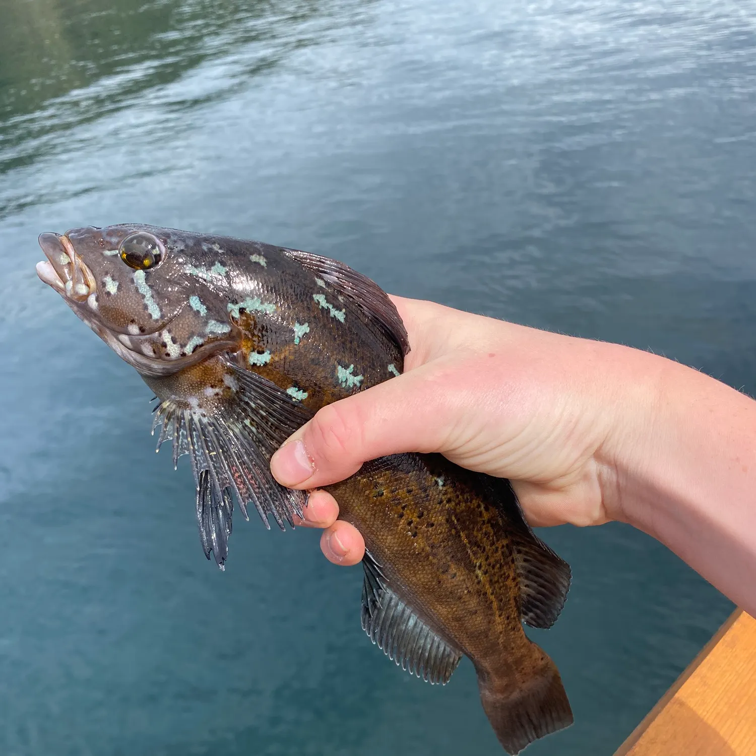 The most recent Kelp greenling catches on Fishbrain