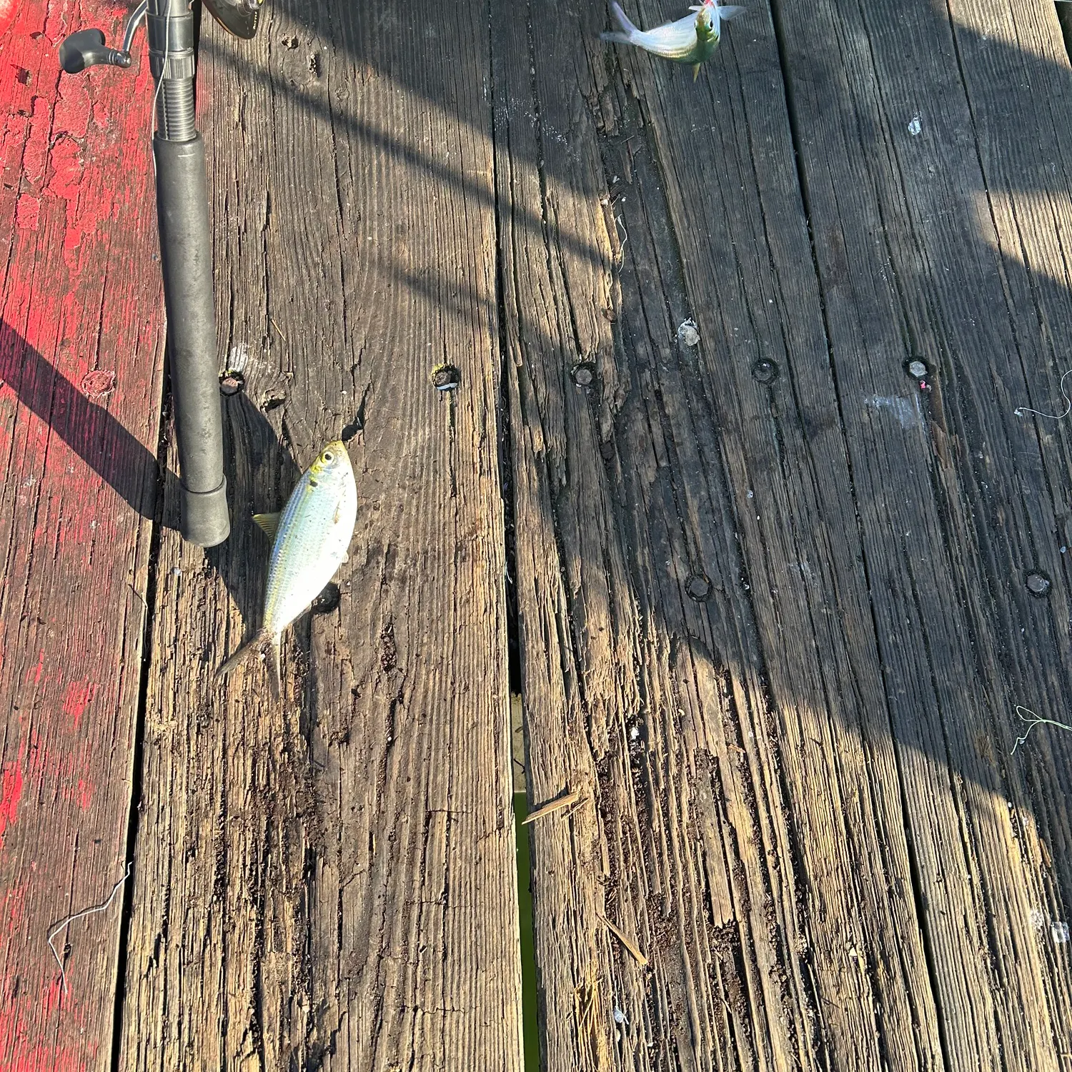 The most recent Atlantic thread herring catches on Fishbrain