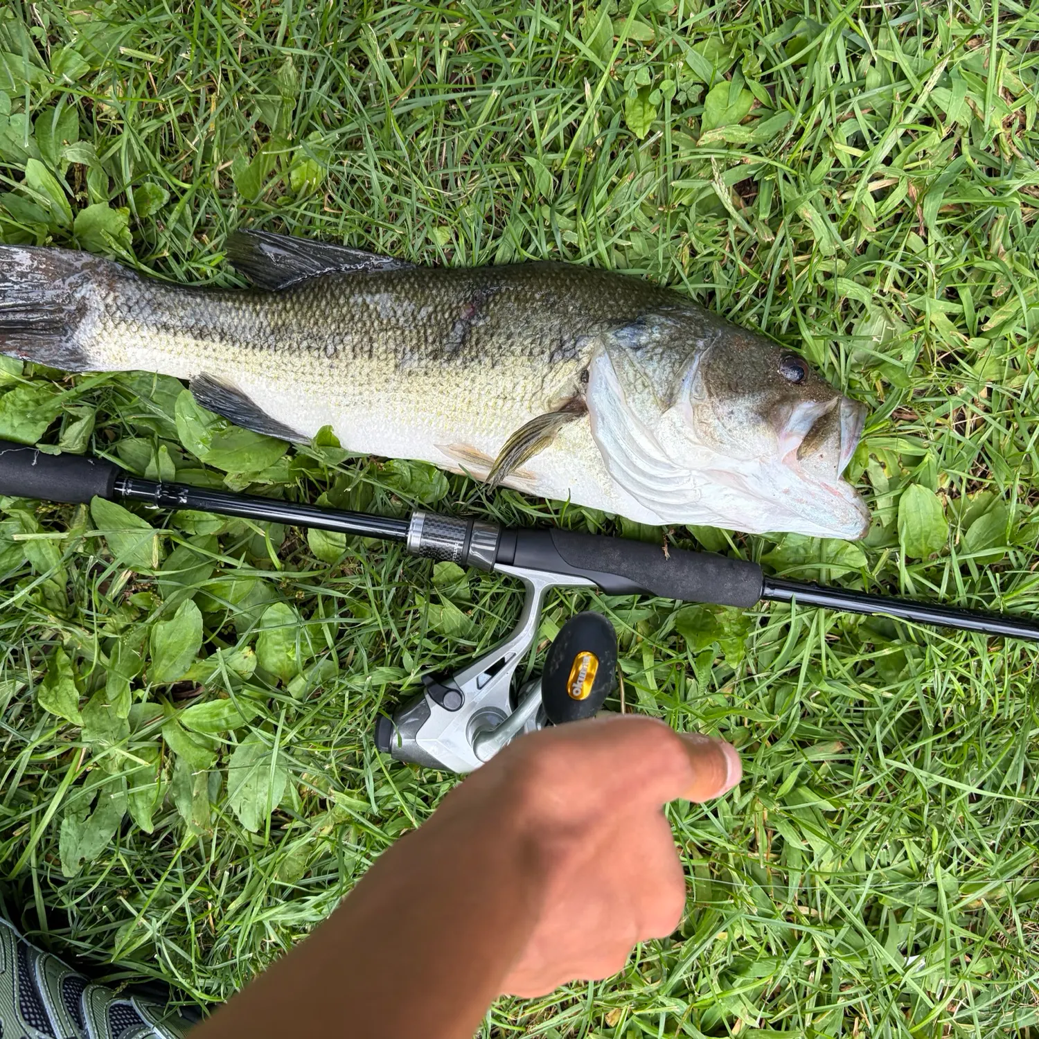 Largemouth bass caught on Fishbrain