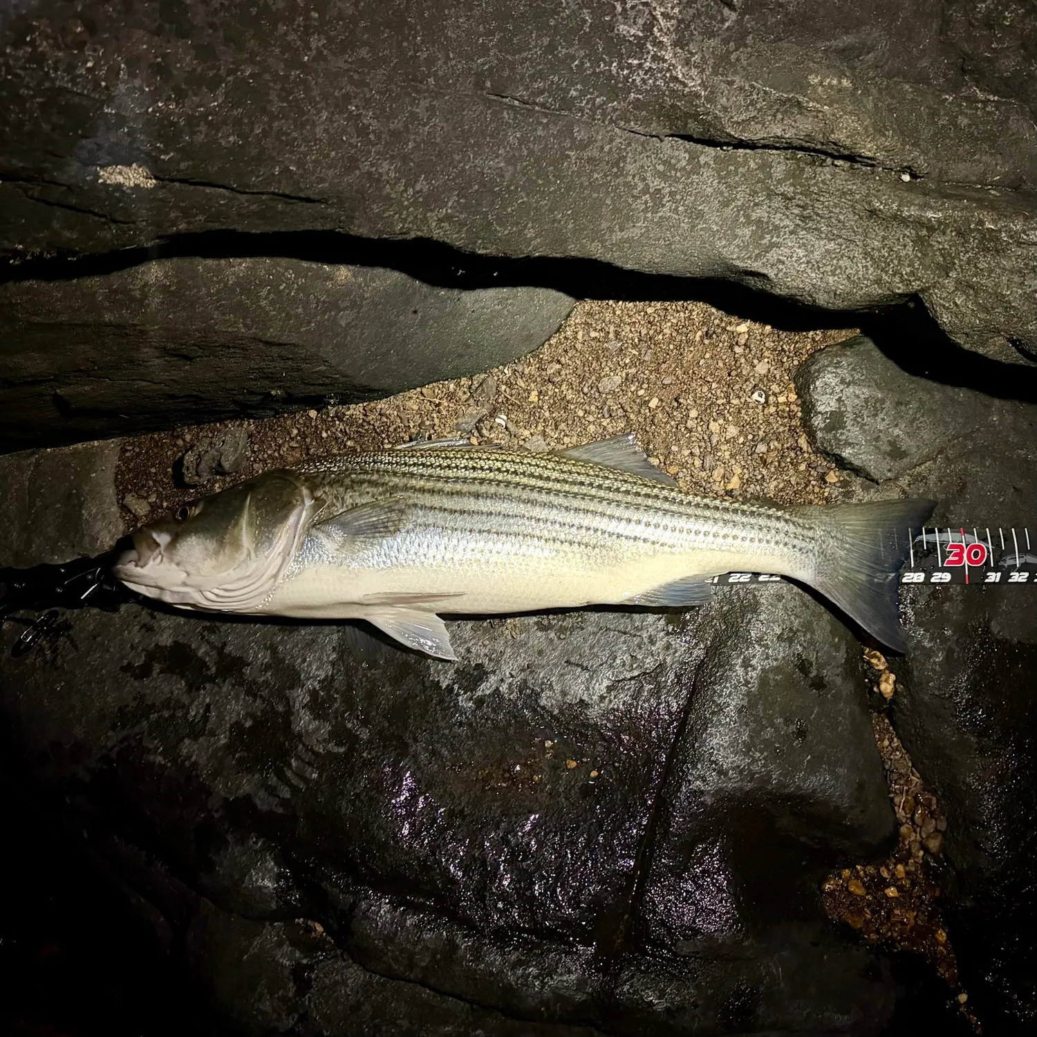 Striped bass caught on Fishbrain
