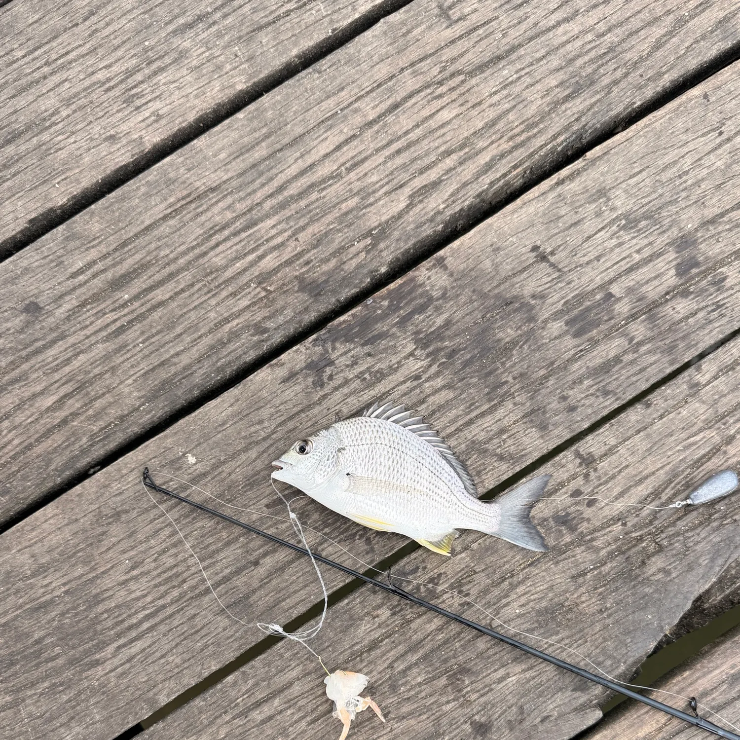 Fish caught on Fishbrain