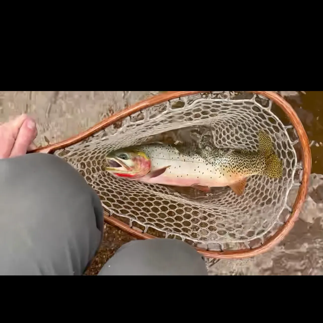 The most recent Greenback cutthroat trout catches on Fishbrain