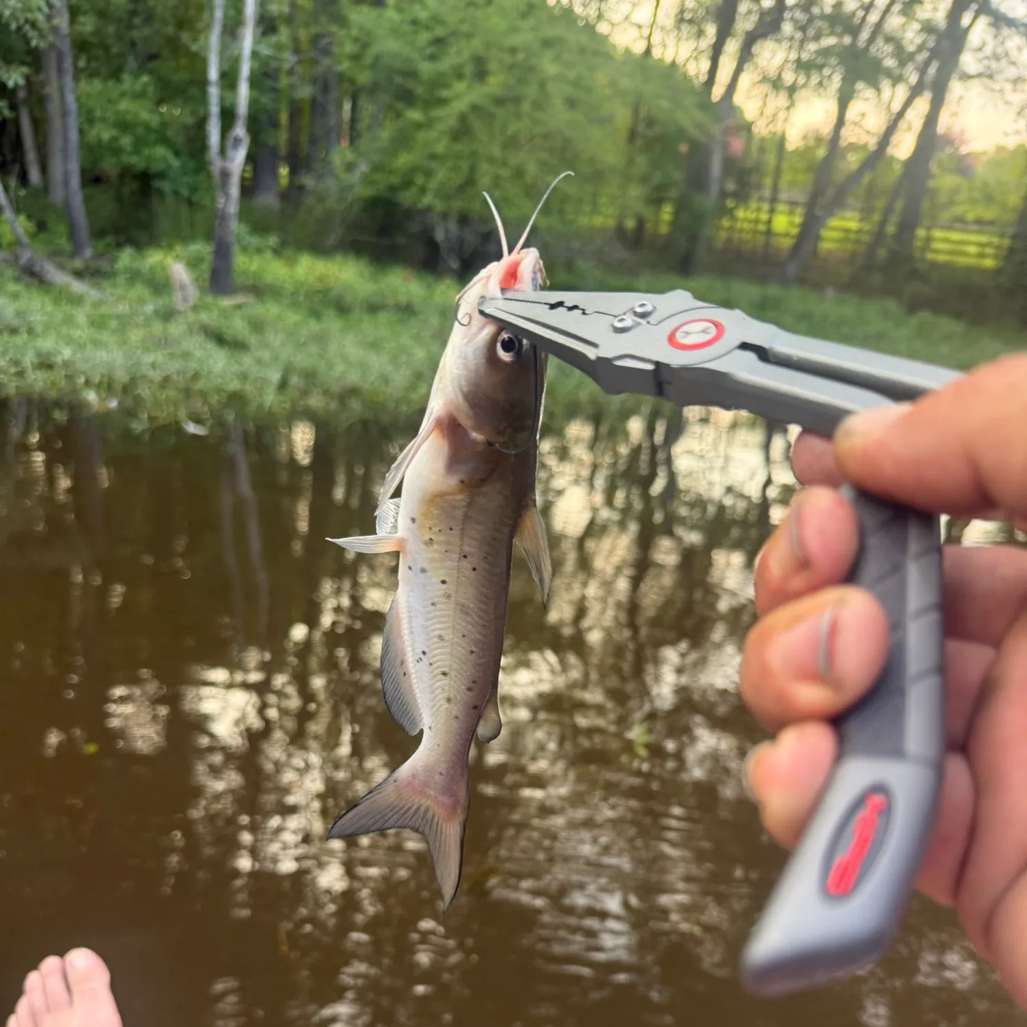 catch