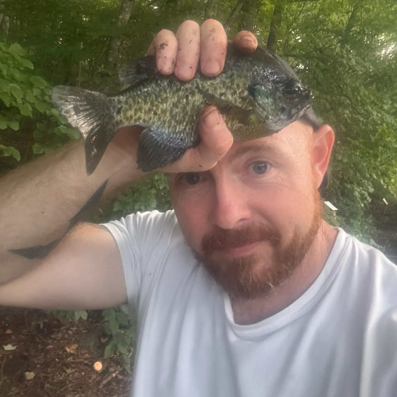 Bluegill caught on Fishbrain