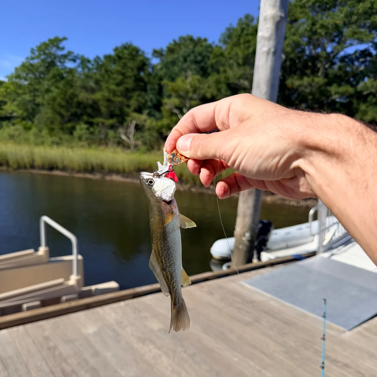 The most recent Silver perch catches on Fishbrain
