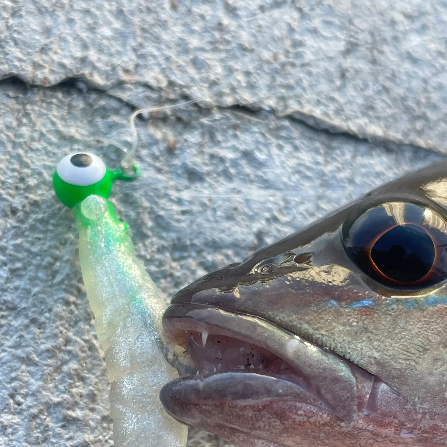 Mangrove snapper caught on Fishbrain