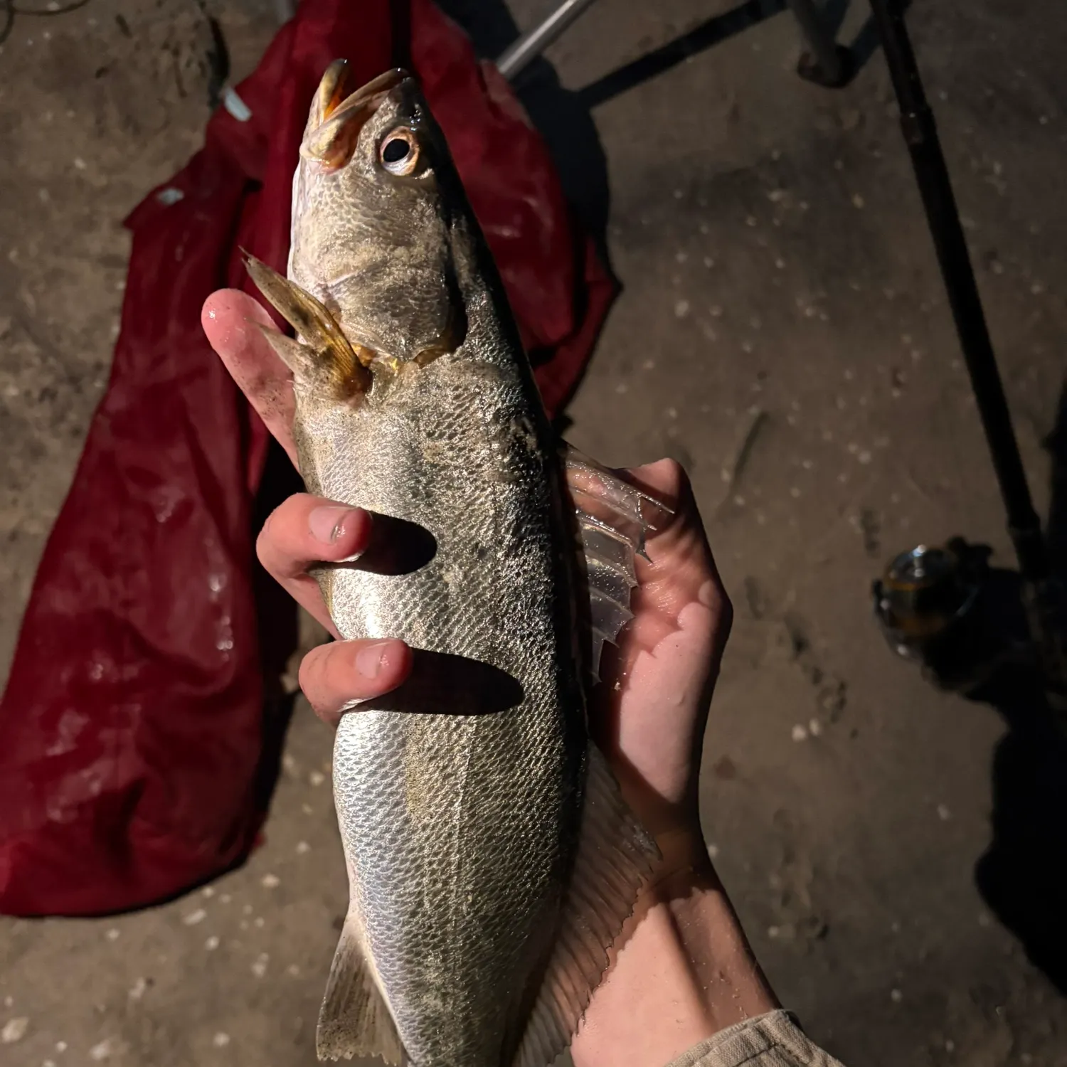 The most recent Orangemouth weakfish catches on Fishbrain