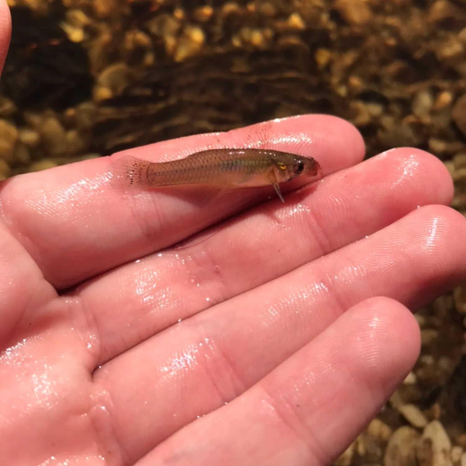 Western mosquitofish caught on Fishbrain
