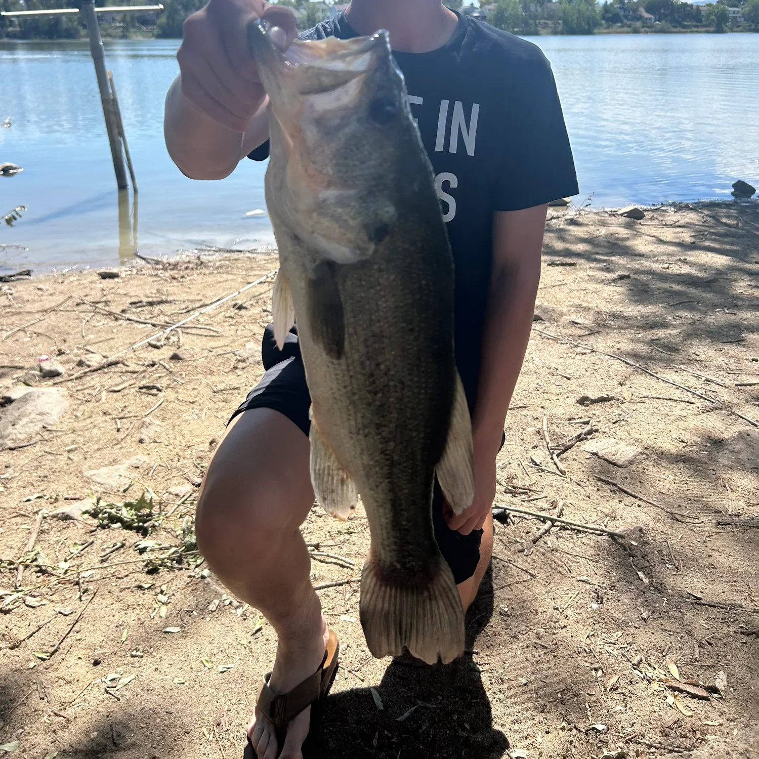 Largemouth bass caught on Fishbrain