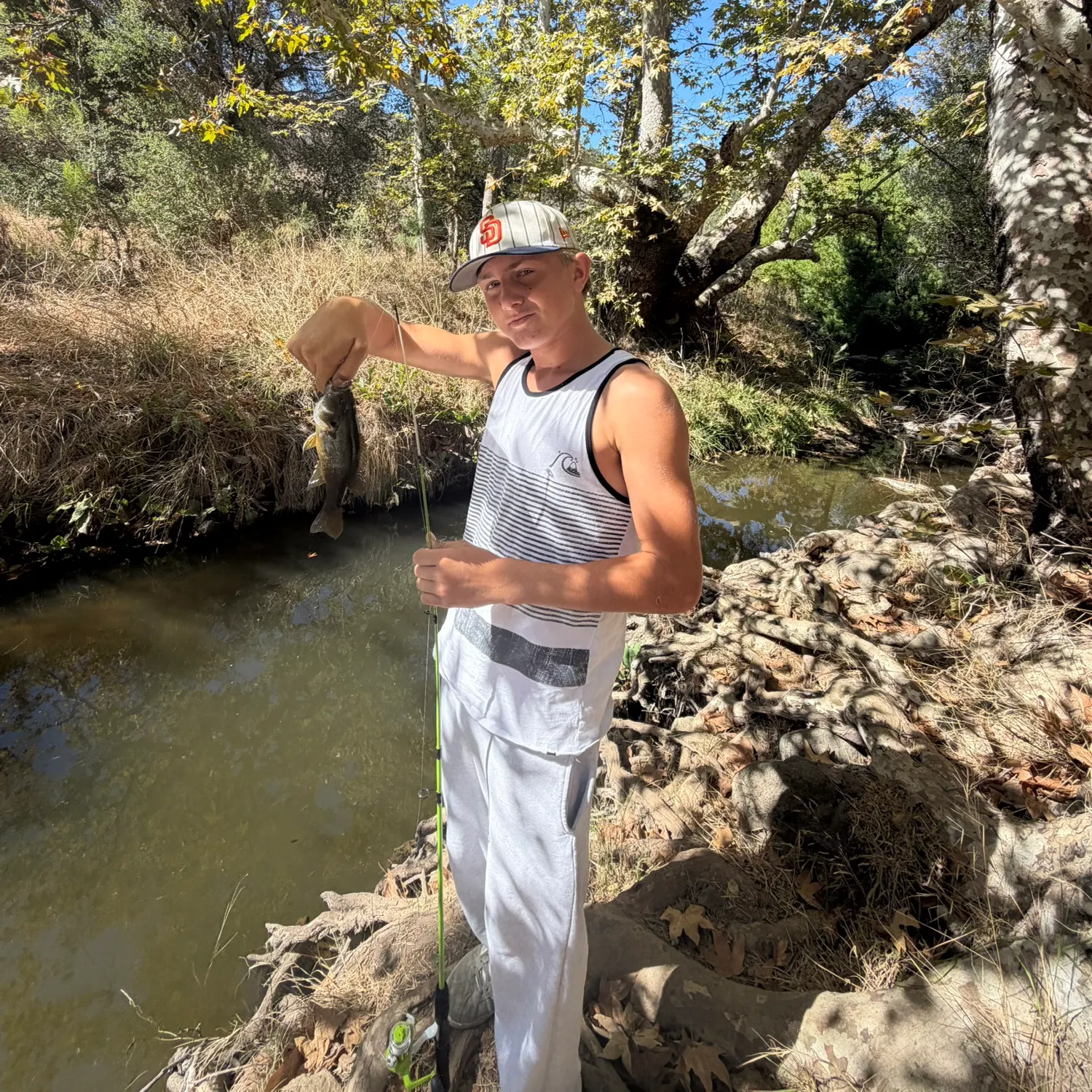 Green sunfish caught on Fishbrain