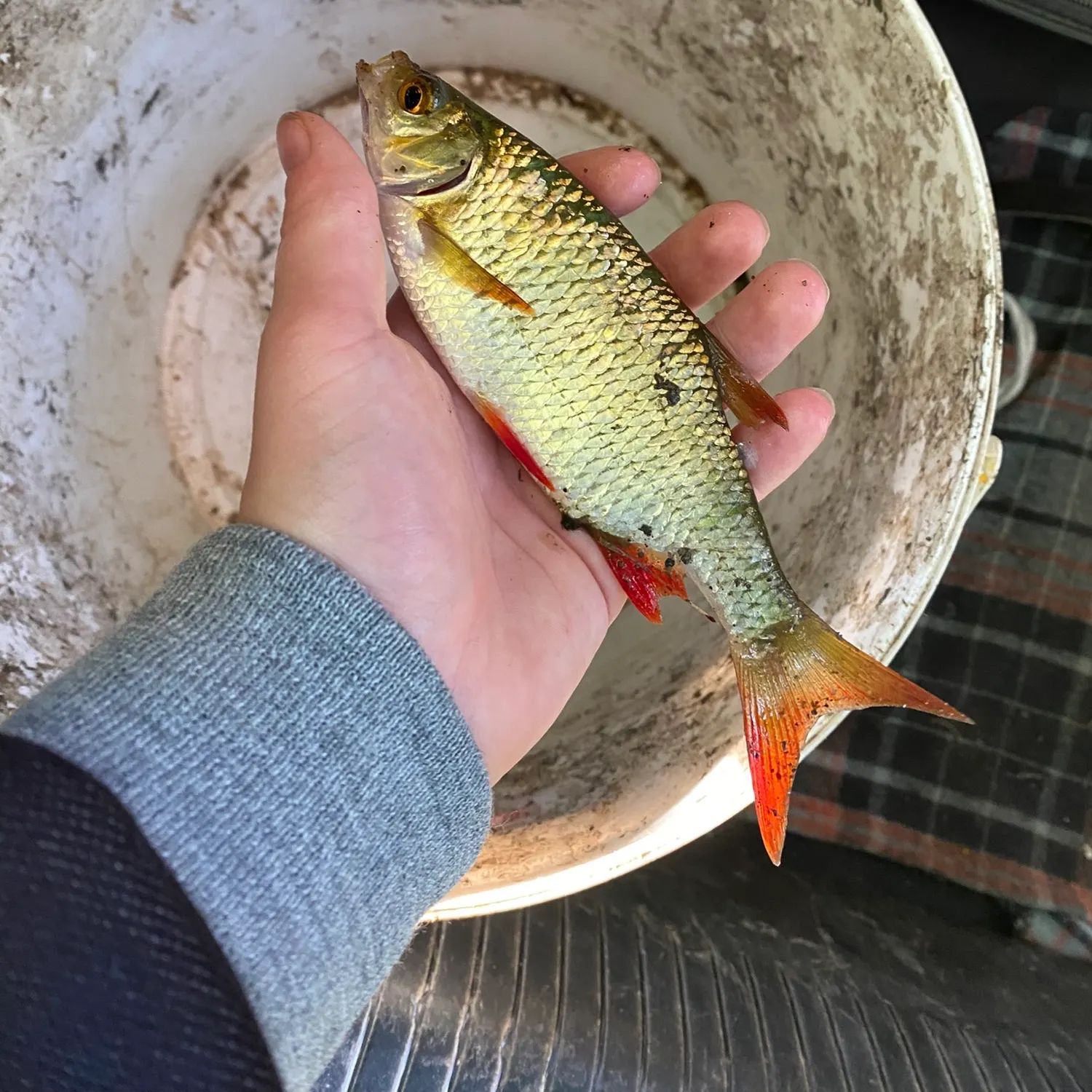 The most recent Common rudd catches on Fishbrain
