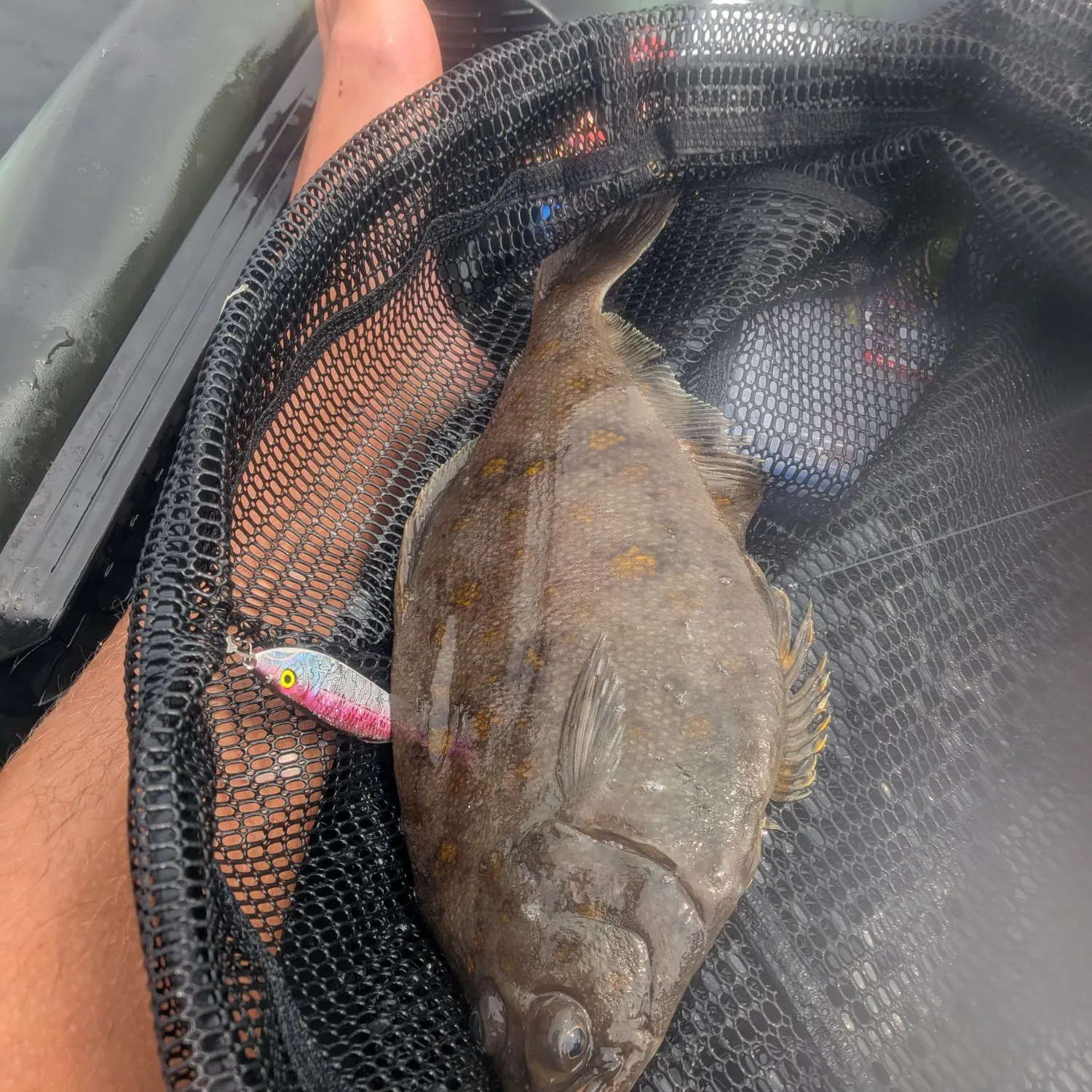 The most recent Pacific sanddab catches on Fishbrain