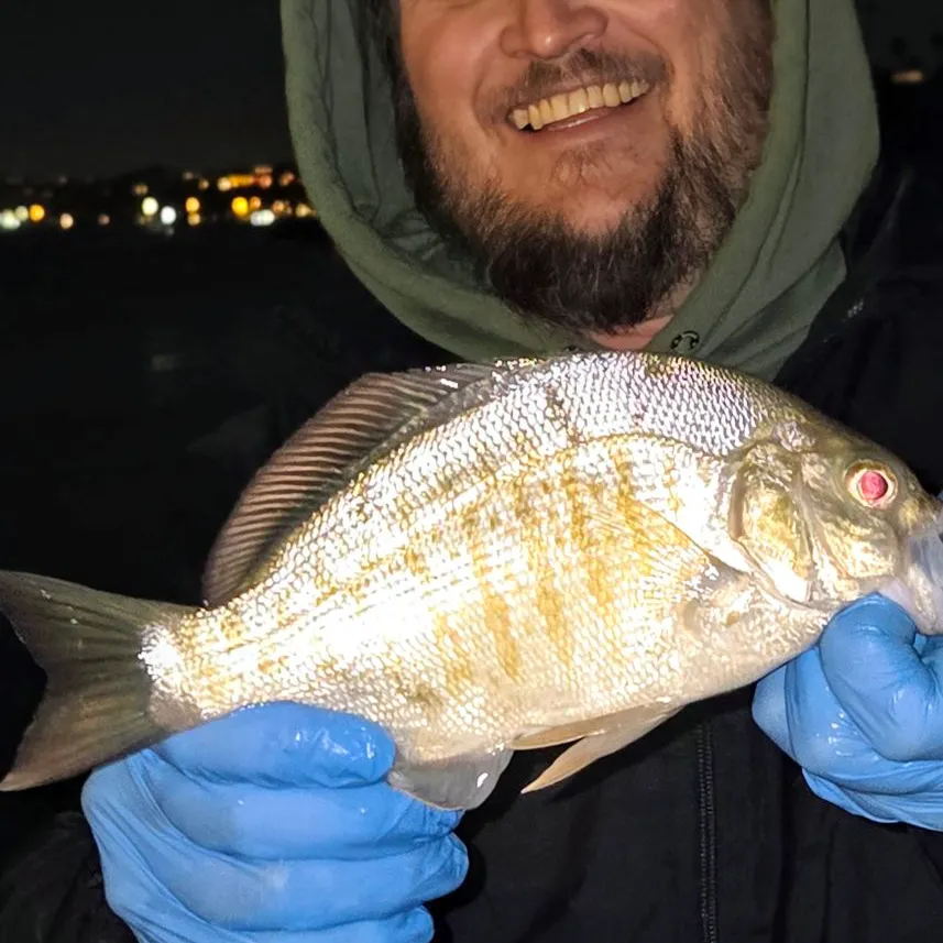 The most recent Barred surfperch catches on Fishbrain