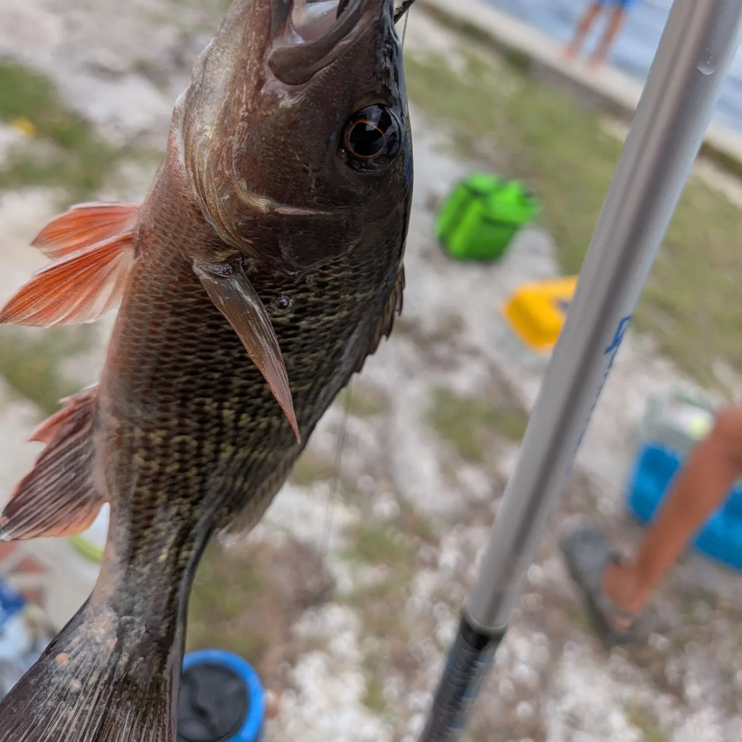 catch