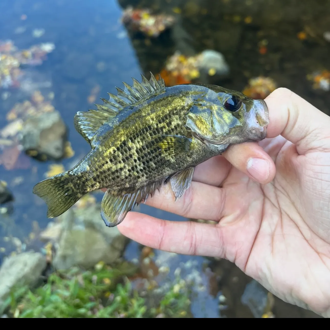 Rock bass caught on Fishbrain