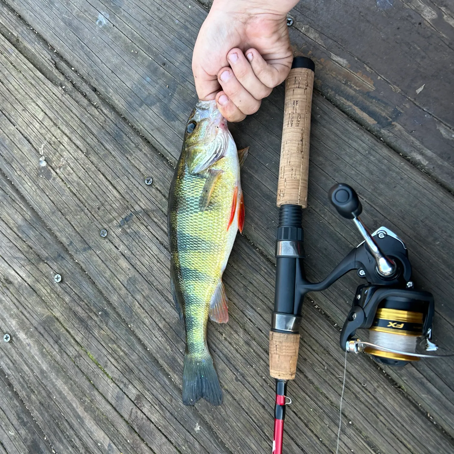 Yellow perch caught on Fishbrain