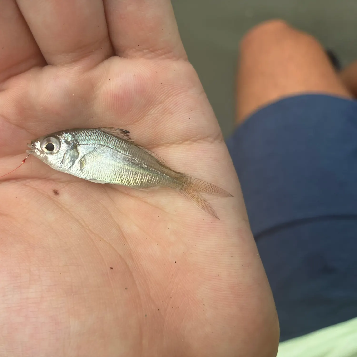 The most recent Tidewater mojarra catches on Fishbrain