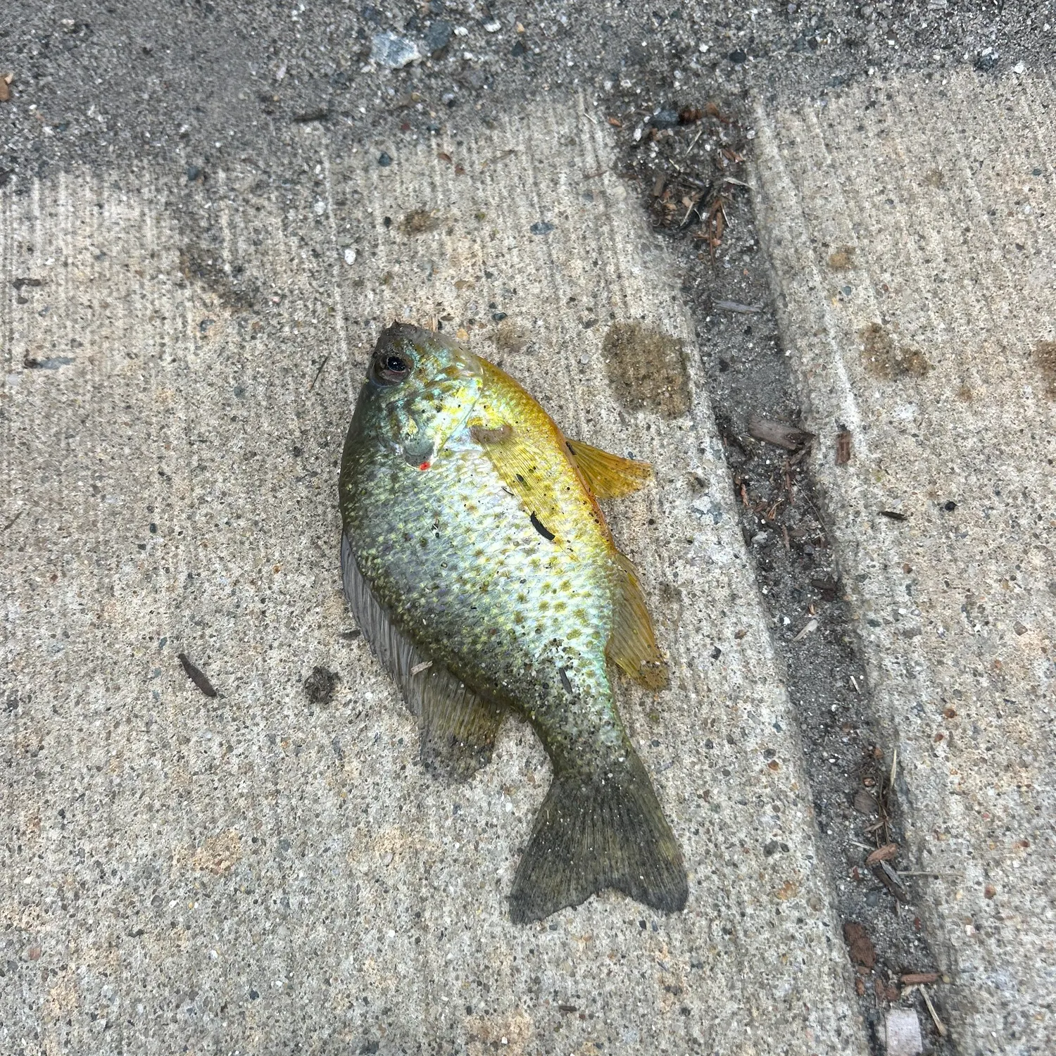 Bluegill caught on Fishbrain