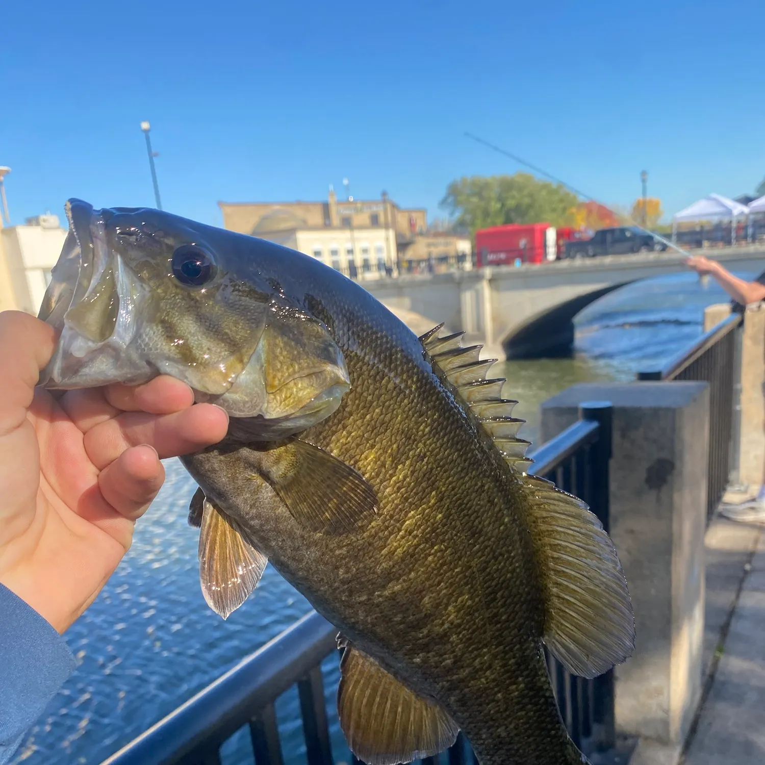 Smallmouth bass caught on Fishbrain