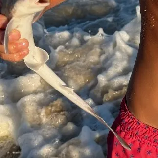 The most recent Shortnose spurdog catches on Fishbrain