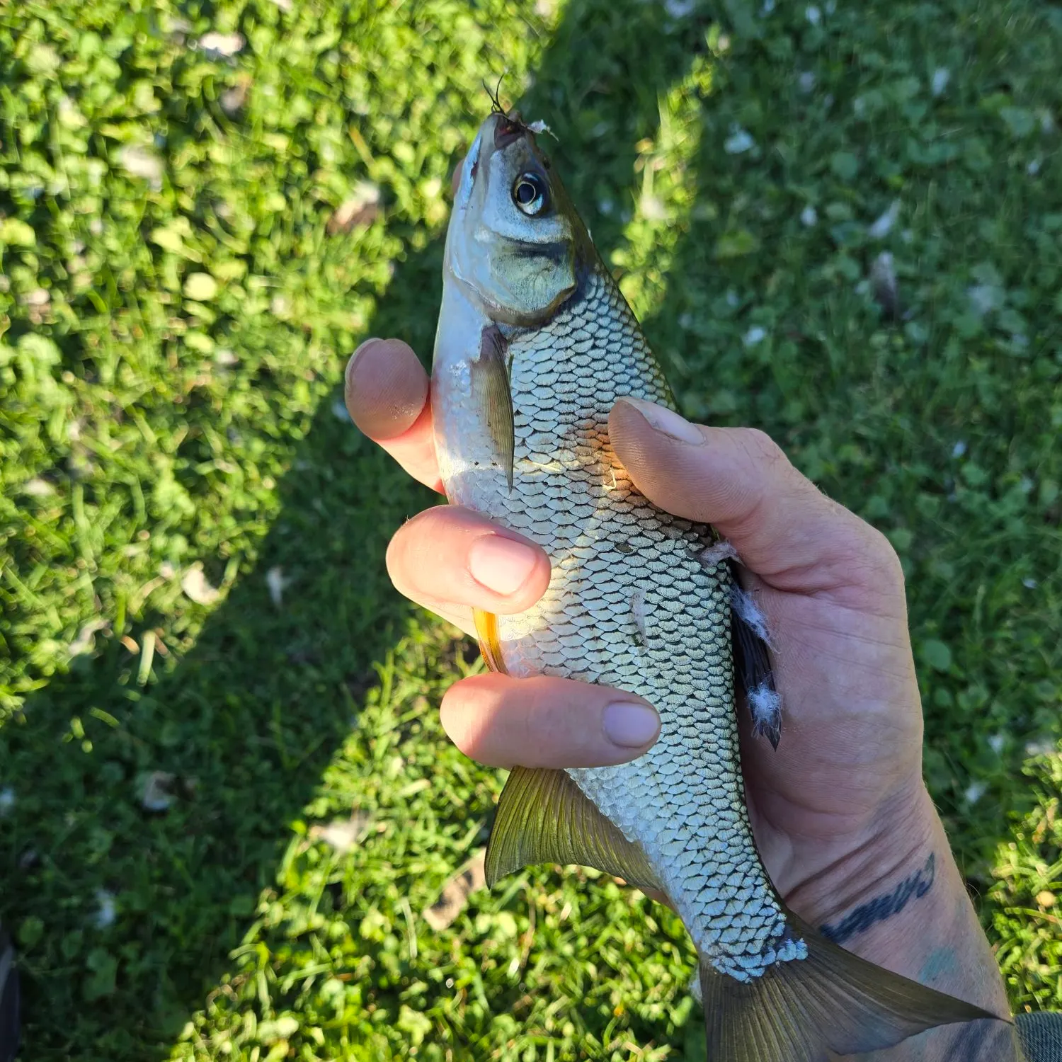 Golden shiner caught on Fishbrain