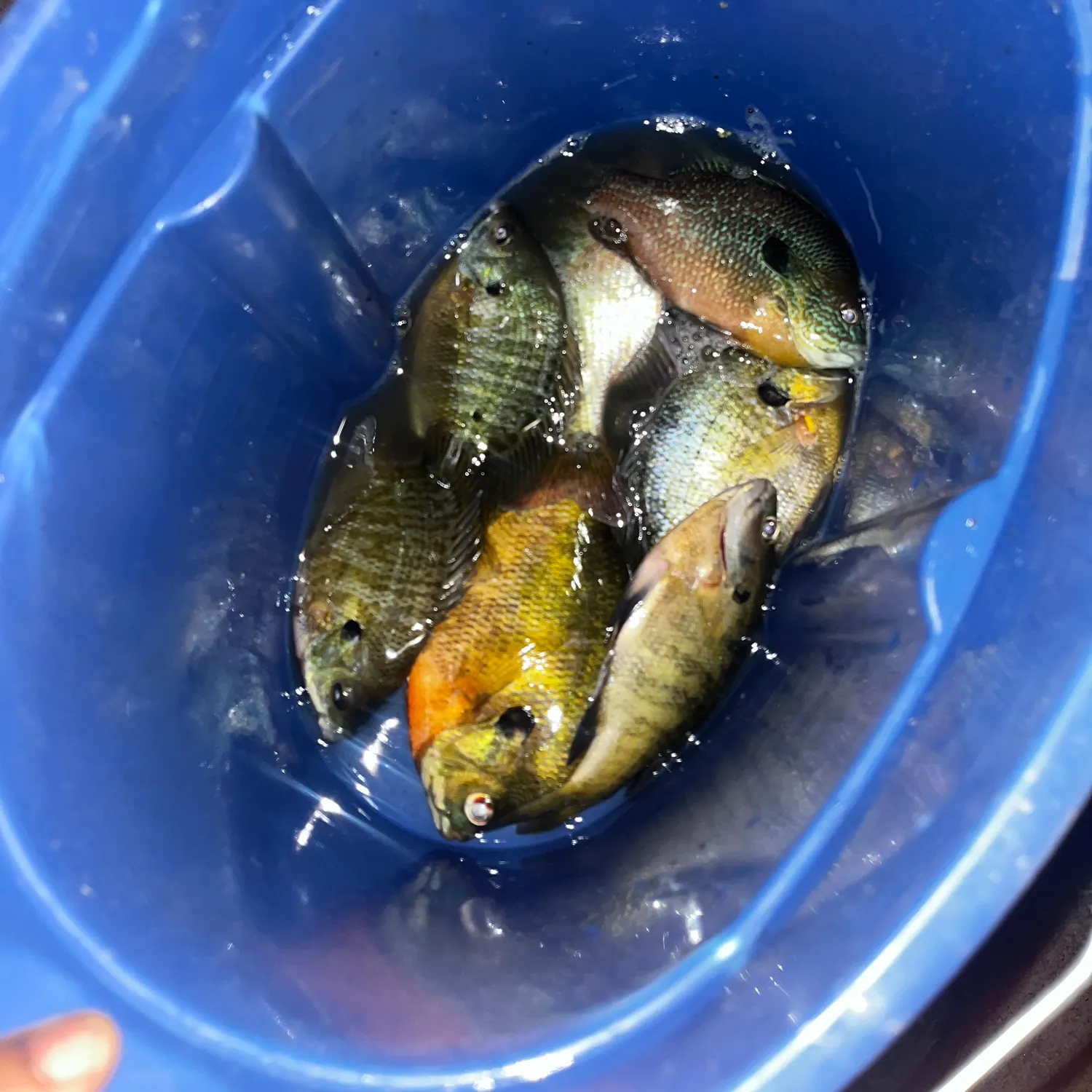 Bluegill caught on Fishbrain