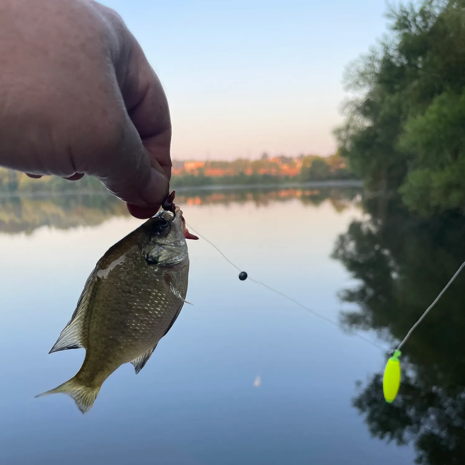 Bluegill caught on Fishbrain