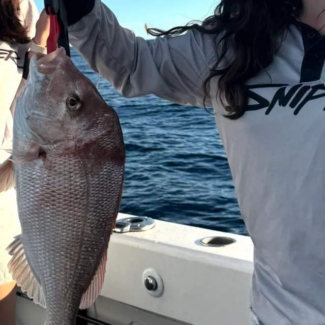 Australasian snapper caught on Fishbrain