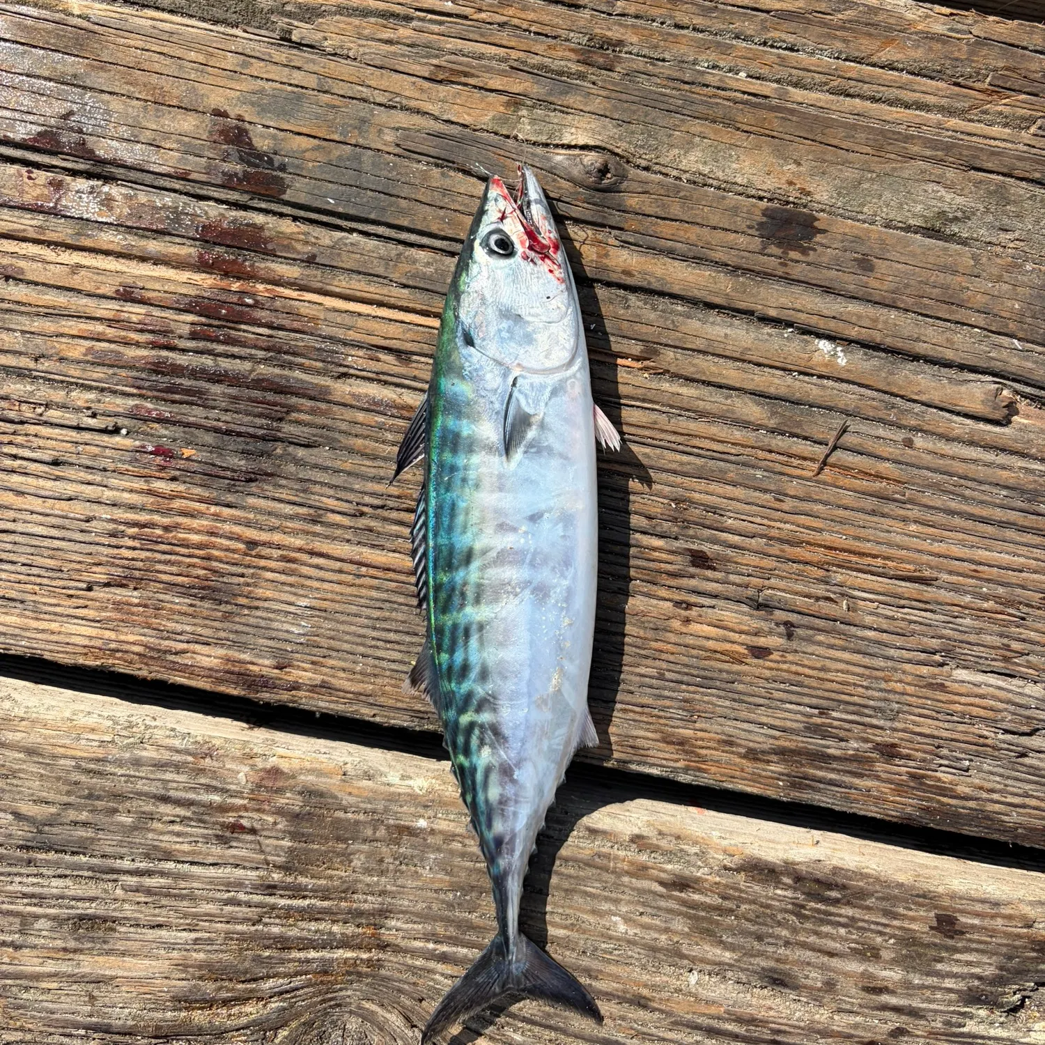 Eastern Pacific bonito caught on Fishbrain