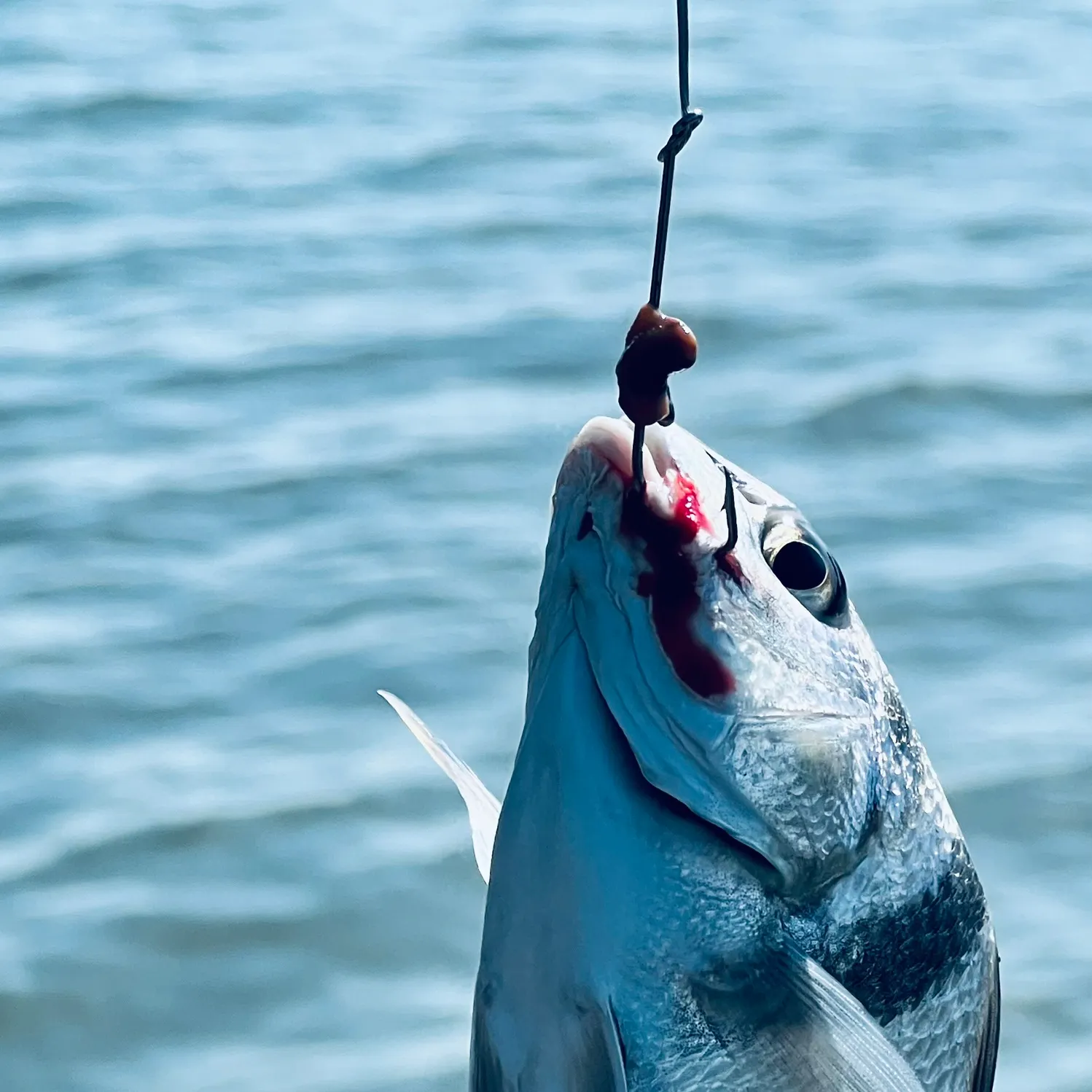 Sheepshead caught on Fishbrain