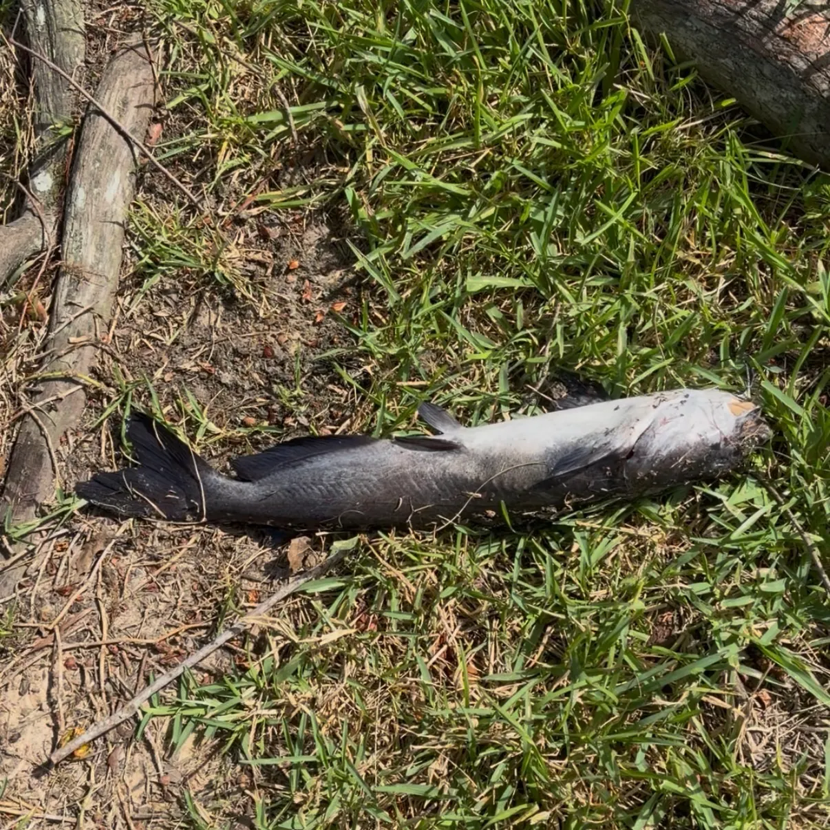 Channel catfish caught on Fishbrain