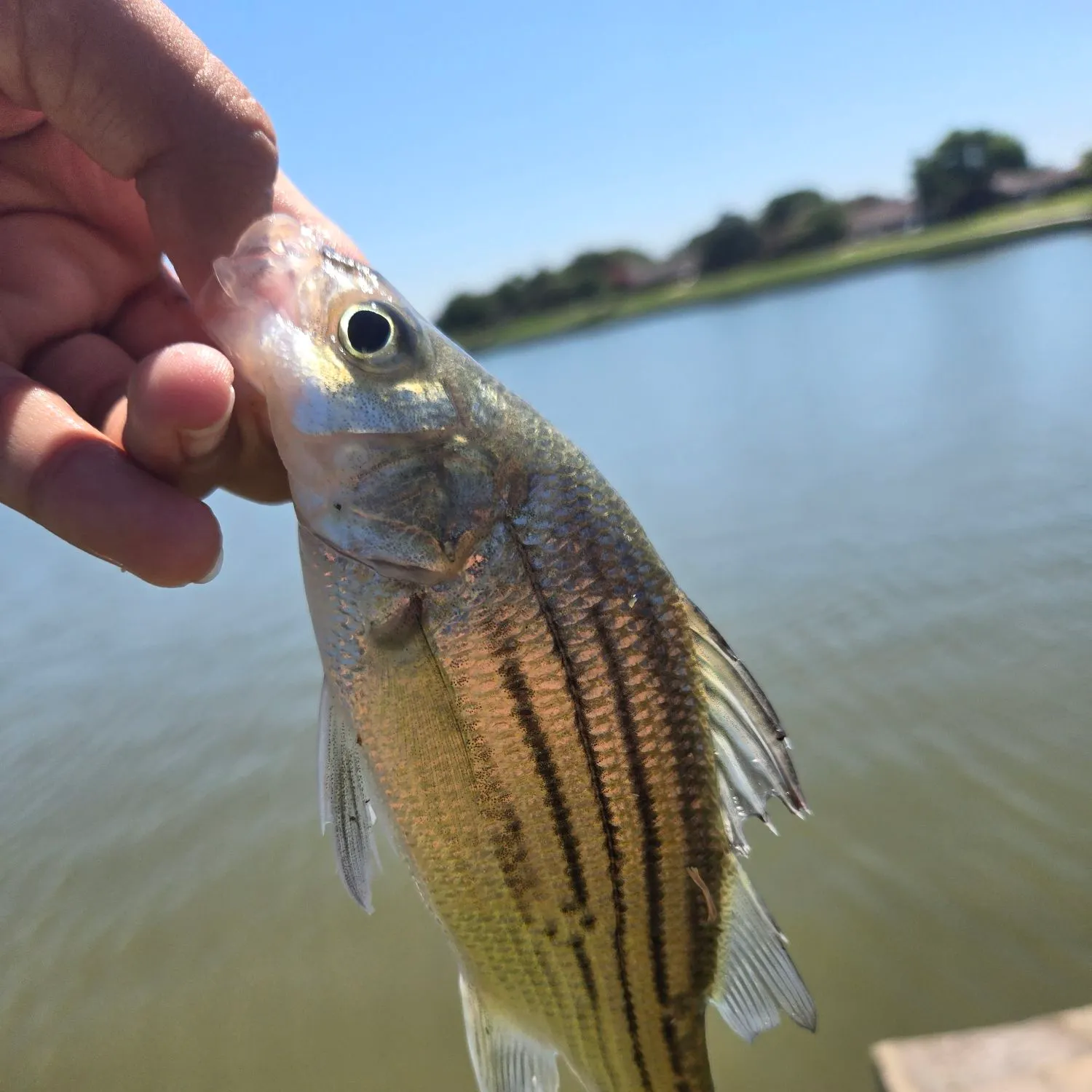 White bass caught on Fishbrain