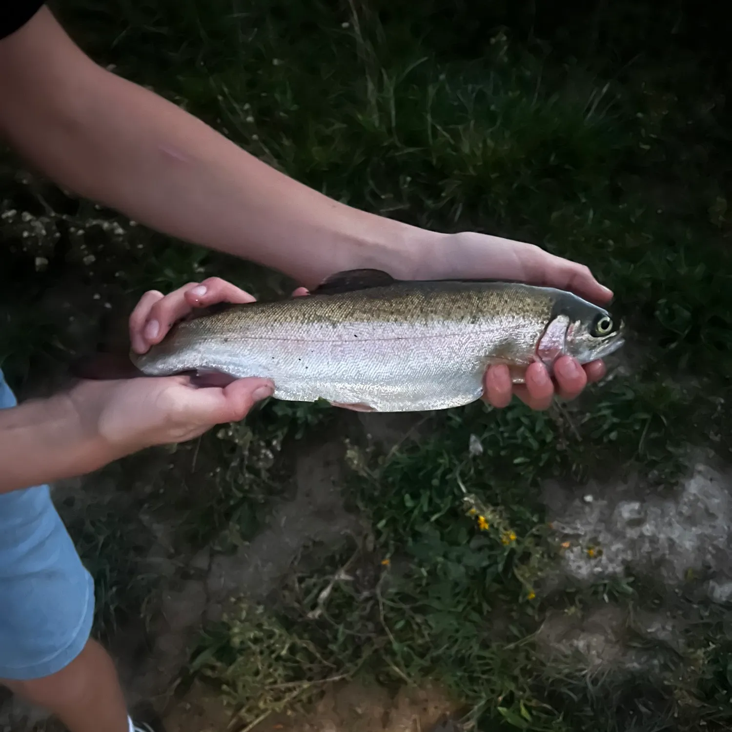 Rainbow trout caught on Fishbrain