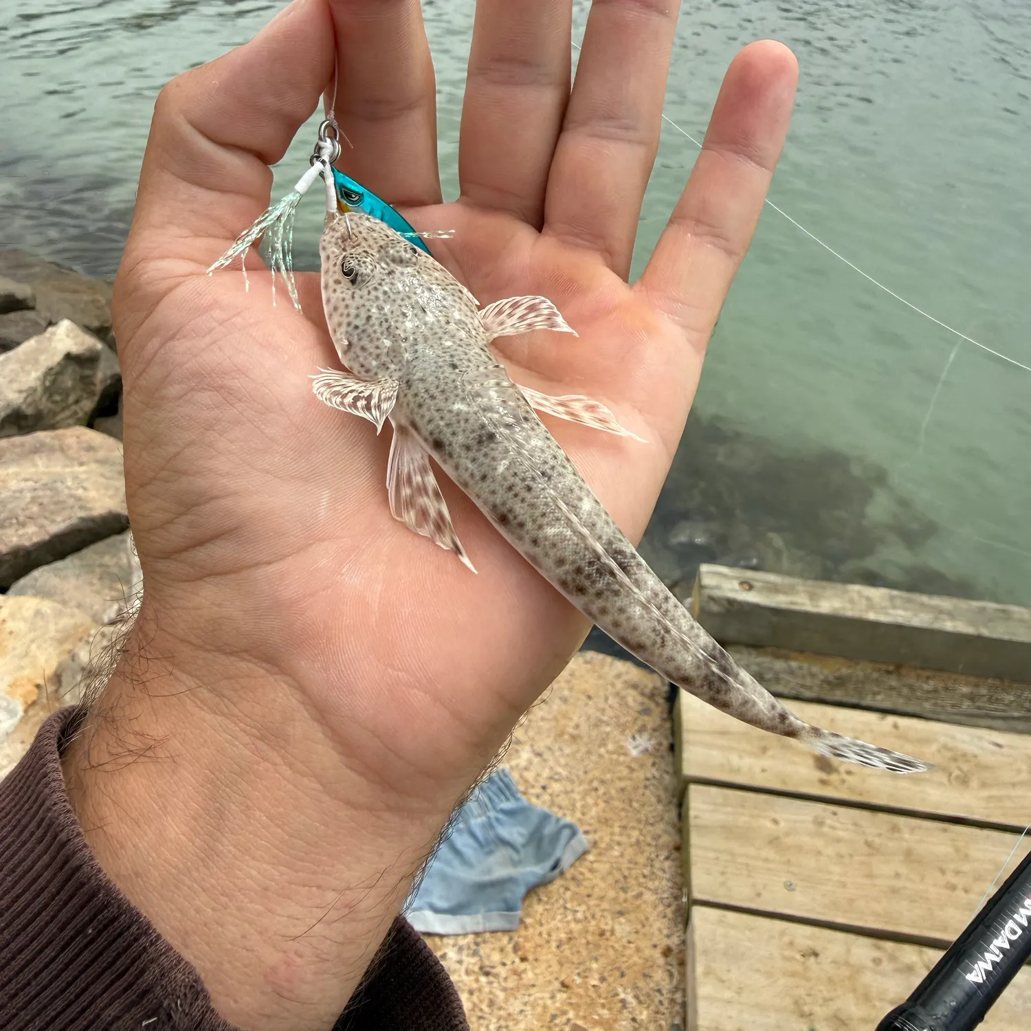 The most recent Blue-spotted flathead catches on Fishbrain