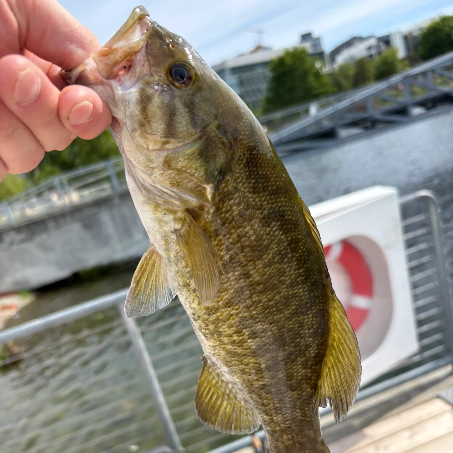 catch